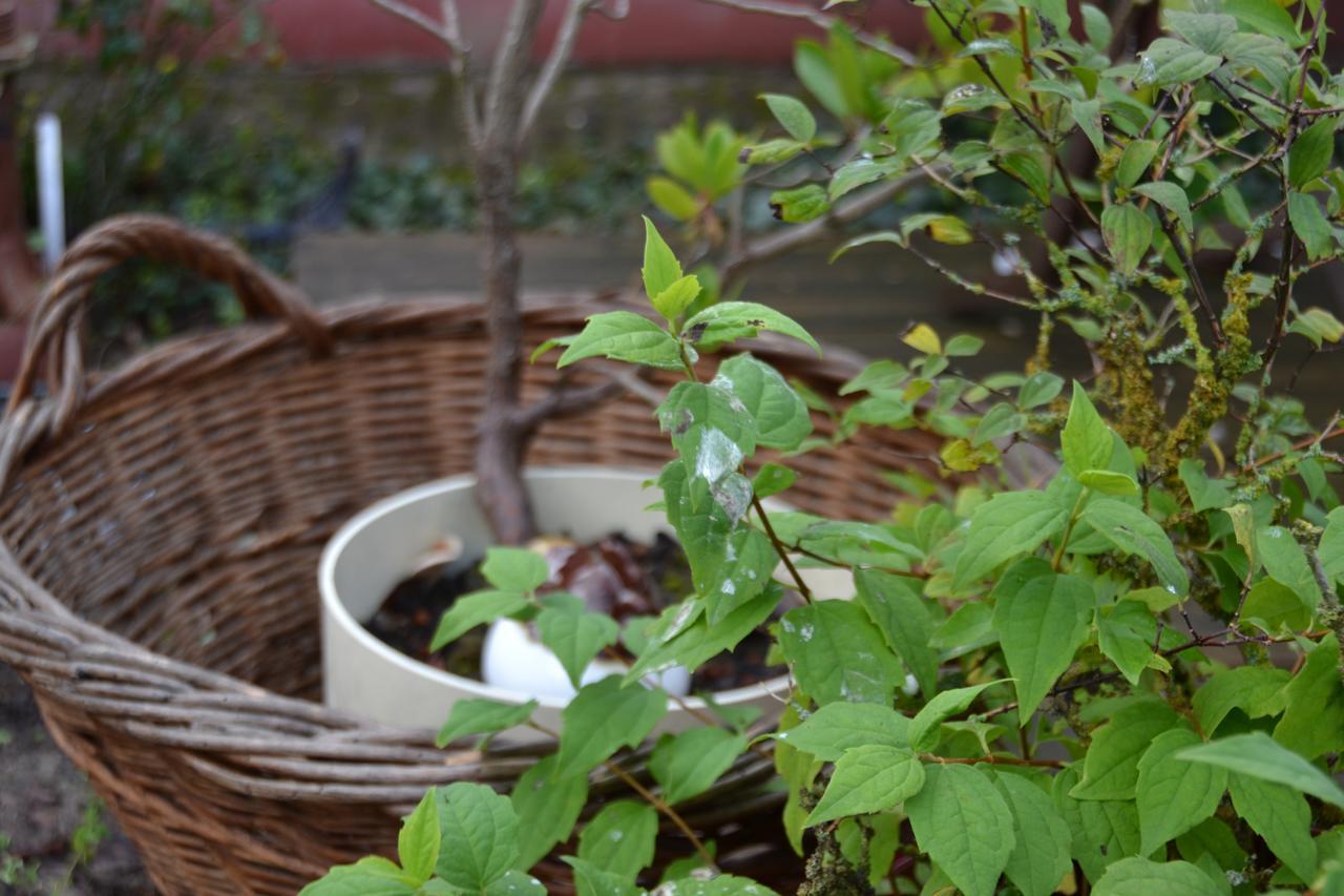 מלון Ecquedecques Le Jardin D Helant מראה חיצוני תמונה